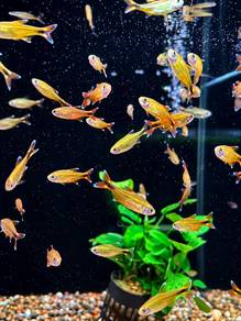 Silver Tip Tetra
