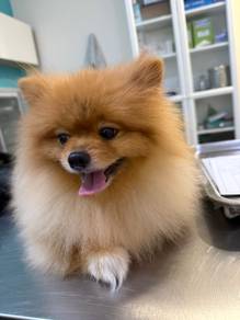Poppy is finding a new home