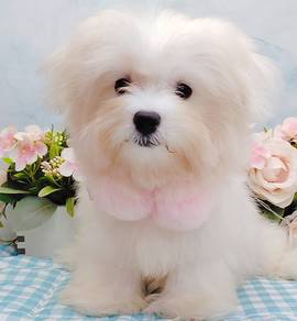 Maltese