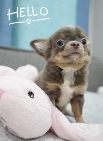 CHIHUAHUA PUPPIES VIP11 🌷Head Apple Bonnie Dog