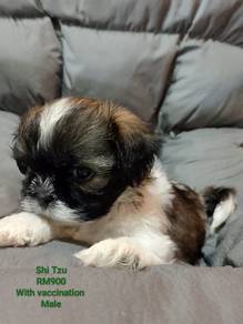 shih tzu 