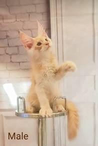 Maine Coon