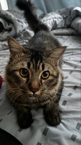 tabby male cat for marriage and adoption