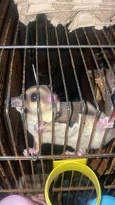 Sugar Glider
