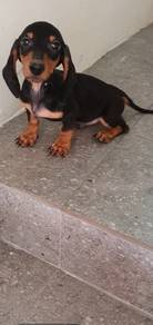 Kl City Dachshund