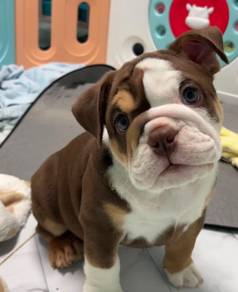 ENGLISH BULLDOG PUPPIES VIP29 🐻 BullDog  Male