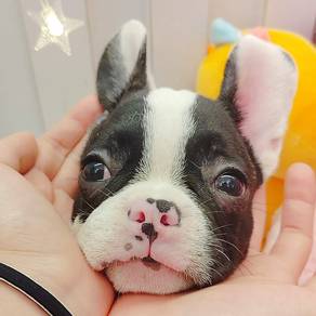 French Bulldog