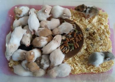 Hamster baby Available_ PM anytime