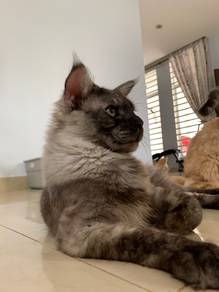 Maine Coon