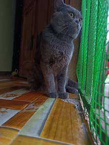 british short hair(BSH)