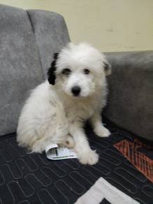 pomeranian mix shitzu 