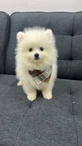 博美男
Pomeranian
male
M-291
Dob ： 28-03-26