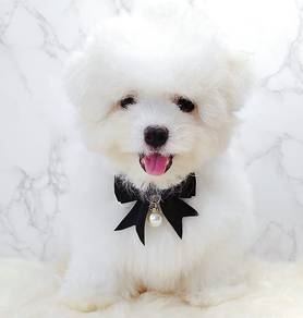 Maltipoo