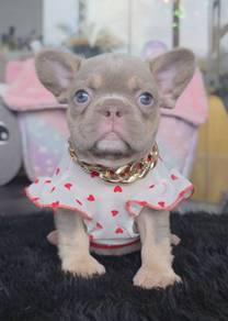 FRENCH BULLDOG PUPPIES🌻A297 Isbella New Shad Girl