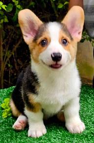 CORGI PUPPIES C202🌻 cheeky Puppy Male