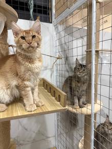 Mainecoon Purebred Male