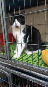 Persian mix BSH