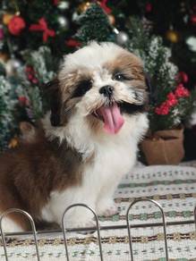 shihtuz 7 