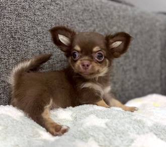 CHIHUAHUA PUPPIES 193🌷Head Apple Bonnie Dog