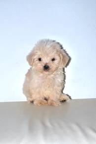 C34 Sweet Maltipoo Dog