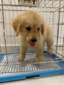 golden retriever puppies 7