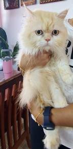 kucing jantan
