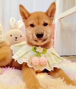 Shiba inu