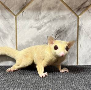 Albino Sugar Glider（MALE）