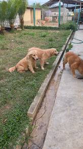 good quality golden retriever 