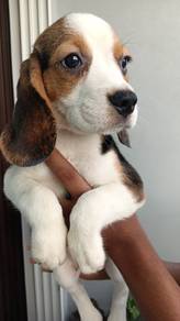 beagle 