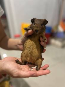Guinea pig