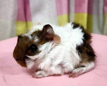 Guinea pig baby