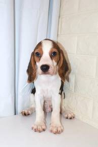 J0604 Beagle Precious Little Adventurer Puppy