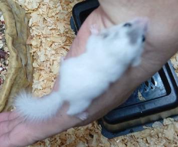 Home Breed Dormouse