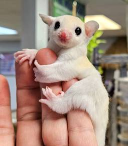 baby sugar glider 