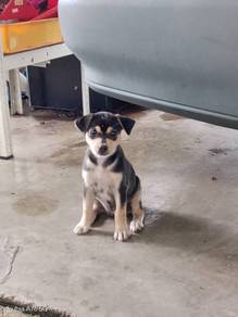 Anak Anjing
