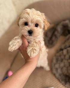 N4988 Fuzzy Poodle Little Bear Puppy Dog