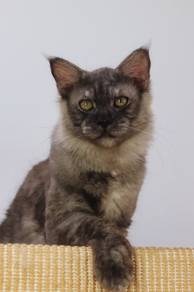 mainecoon
