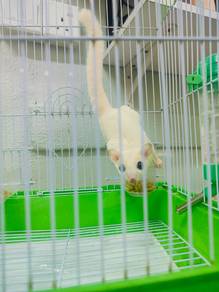 sugar glider white