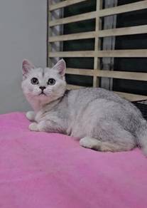 BSH British Shorthair quality kitten