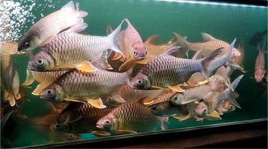 Krai kunyit siam