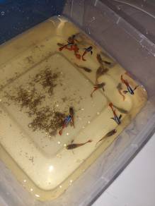 Ikan Guppy Dumbo Big Ear Redtail
