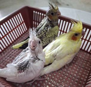Baby Cockatiel for Sale