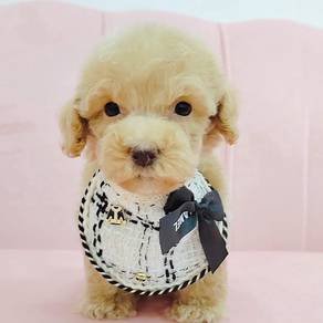 Poodle