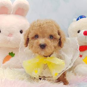 Toy Poodle