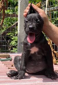 CC9333 Cane Corso MKA registered puppies