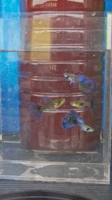 ikan guppy 