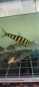 Leporinus+Kelah Merah&Biru