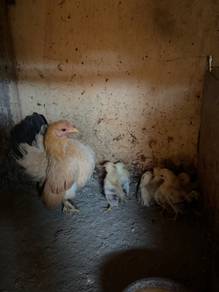Ayam serama induk