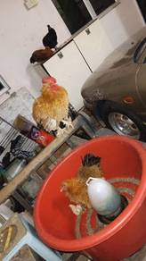 Ayam Bulu Balik 